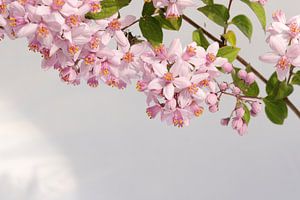 Branche fleurie