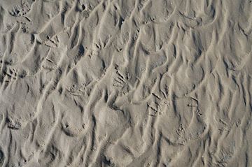 Vogelfüße im Sand