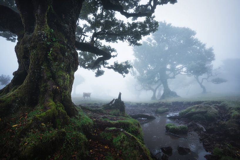 Foggy Fanal by Martin Podt