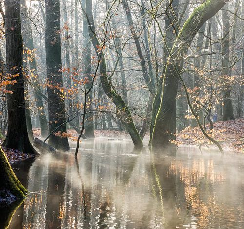 Morgennebel auf dem Waldfluss