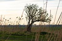 Tree on a hill between the reeds