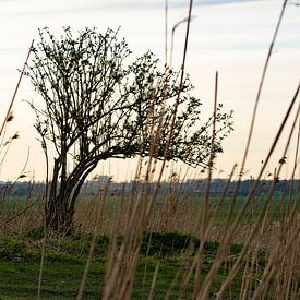 Baum auf einem Hügel zwischen dem Schilf von Wesley Hendriks