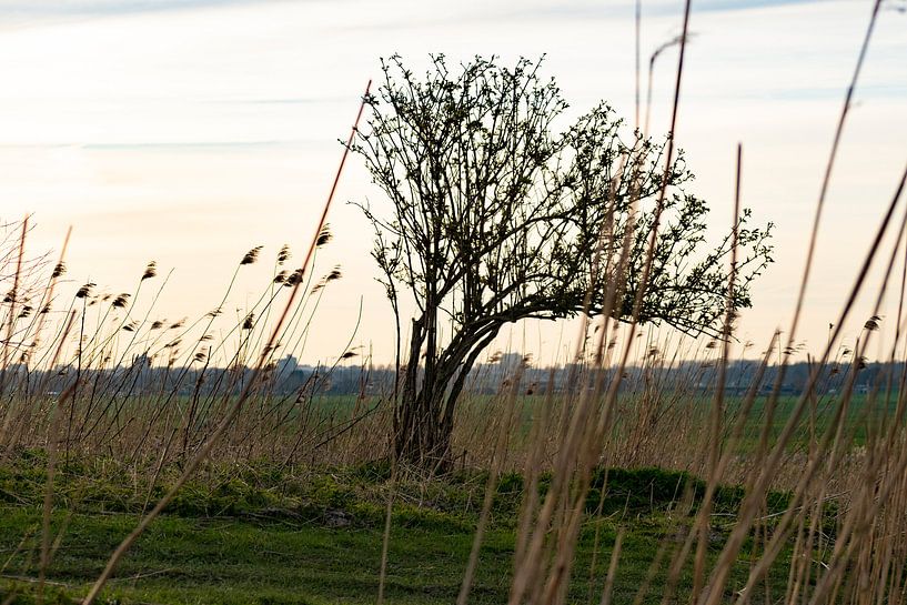 Tree on a hill between the reeds by Wesley Hendriks