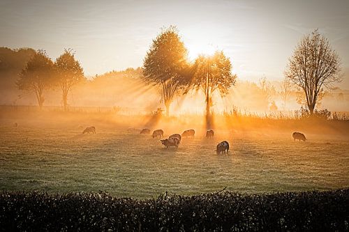 Lever de soleil brumeux @ Cartils