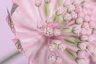 Pastel pink with green: Astrantia major by Marjolijn van den Berg thumbnail