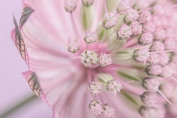 Pastel pink with green: Astrantia major