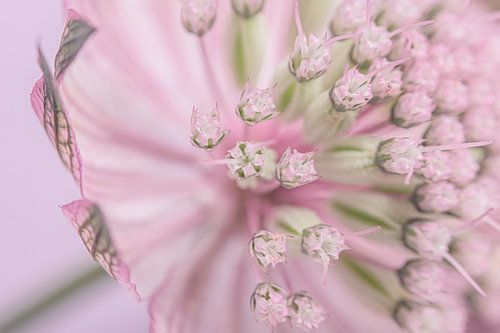 Pastel roze met groen: Astrantia major (Zeeuws knoopje)