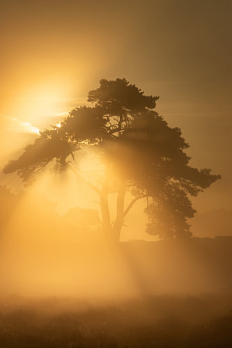 Gouden zonnestralen door de mist op het Echtenerzand