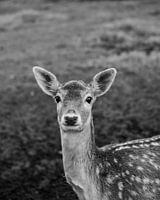 Deer with Character - no. 1 Kindhearted (black and white)