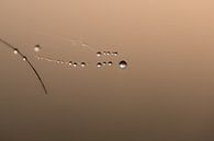 Waterdruppels aan spinnenweb by Moetwil en van Dijk - Fotografie thumbnail