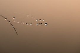 Waterdruppels aan spinnenweb van Moetwil en van Dijk - Fotografie