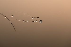 Waterdruppels aan spinnenweb von Moetwil en van Dijk - Fotografie
