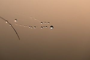 Waterdruppels aan spinnenweb