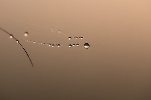 Waterdruppels aan spinnenweb