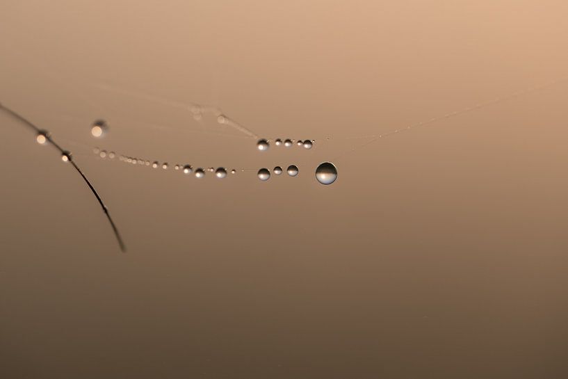 Waterdruppels aan spinnenweb by Moetwil en van Dijk - Fotografie