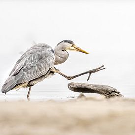 Blauwe Reiger in Ministry of Silly Walks van Gonnie van de Schans