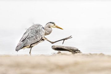 Blue Heron in Ministry of Silly Walks by Gonnie van de Schans