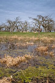 Schapen onder fruitbomen sur Moetwil en van Dijk - Fotografie