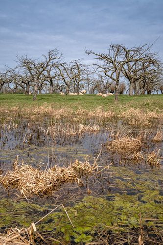 Schapen onder fruitbomen