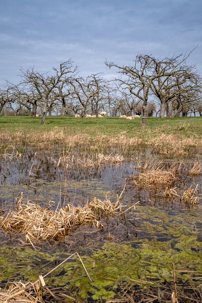 Schapen onder fruitbomen by Moetwil en van Dijk - Fotografie