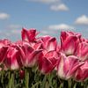 des tulipes roses dans un champ de tulipes par une belle journée de printemps sur W J Kok