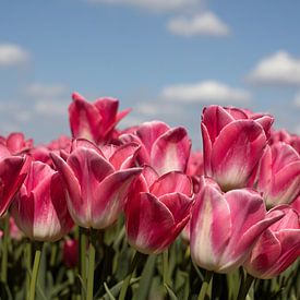 des tulipes roses dans un champ de tulipes par une belle journée de printemps sur W J Kok