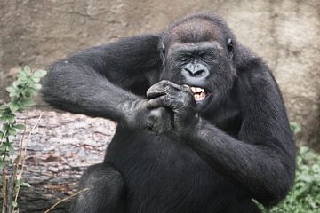 Een wijfjesgorilla met ontbloot bovenlichaam, knijpend met de ogen dicht, knagend aan een hard voorw