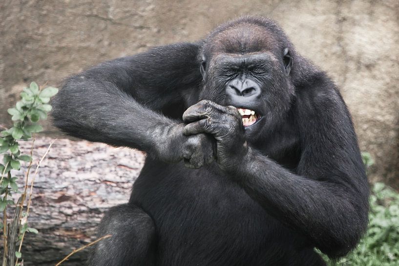 A female gorilla with bared teeth and squinting, closing her eyes gnawing a hard object, food, upper by Michael Semenov