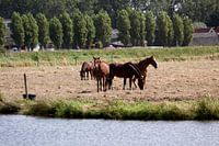 Paarden in de wei