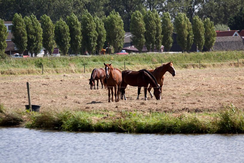 Paarden in de wei van Ron Pool