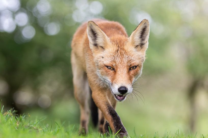 Fox walks straight to the camera by Jolanda Aalbers