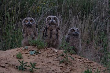Eurasian Eagle Owls ( Bubo bubo ), three young chicks, standing on a little hill, looking brave, cou van wunderbare Erde
