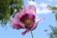 Purple poppy