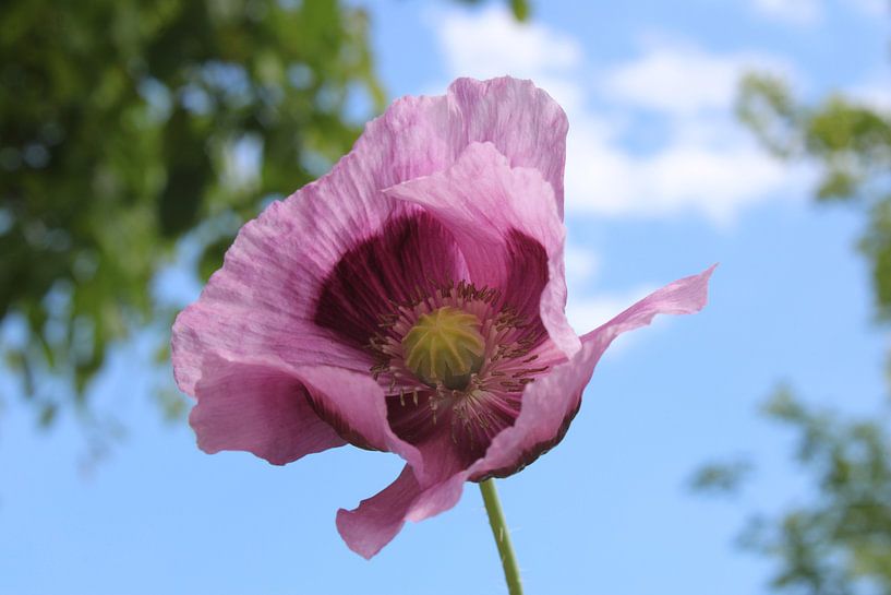 Klatschmohn von Maartje Martens-Brouwer