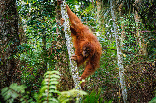 Orang-Utan