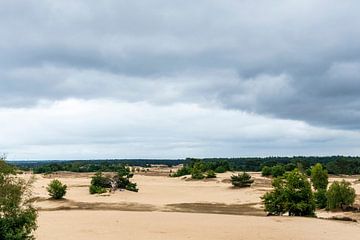 Kootwijkerzand by Merijn Loch