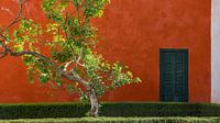 Rode muur met boom, Sevilla (Spanje) van Nick Hartemink thumbnail