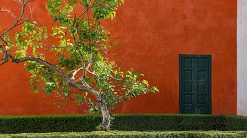 Rode muur met boom, Sevilla (Spanje) van Nick Hartemink