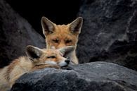 Twee jonge vosjes tussen de basaltblokken van Ria van den Broeke thumbnail