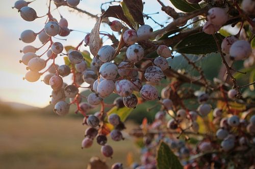Wilde bessen Nieuw Zeeland