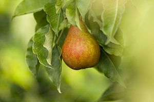 Oud perenras Gieser Wildeman