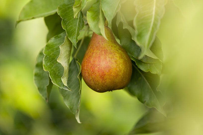 Oud perenras Gieser Wildeman by Marijke van Eijkeren