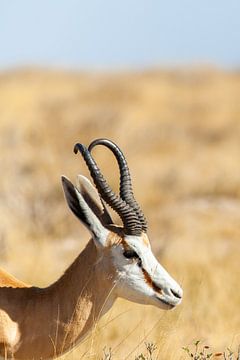 Portrait d'un springbok dans le désert sur Simone Janssen