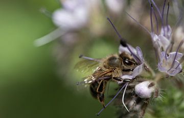 Honingbij op een wilde bloem van Ulrike Leone