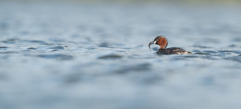 Little grebe by Wim de Meester