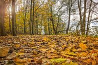 Autumn on Brienenoord Island by Frans Blok - photos, art and other wall decoration thumbnail