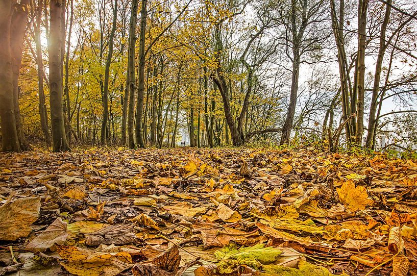 Autumn on Brienenoord Island by Frans Blok - photos, art and other wall decoration