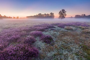 Reindeer moss among flowering heather, Heeze by Joep de Groot