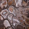 Abstract: Vloeibare bruin tinten van Marjolijn van den Berg