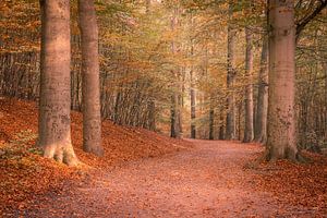 Park Sonsbeek by Jeroen de Jongh